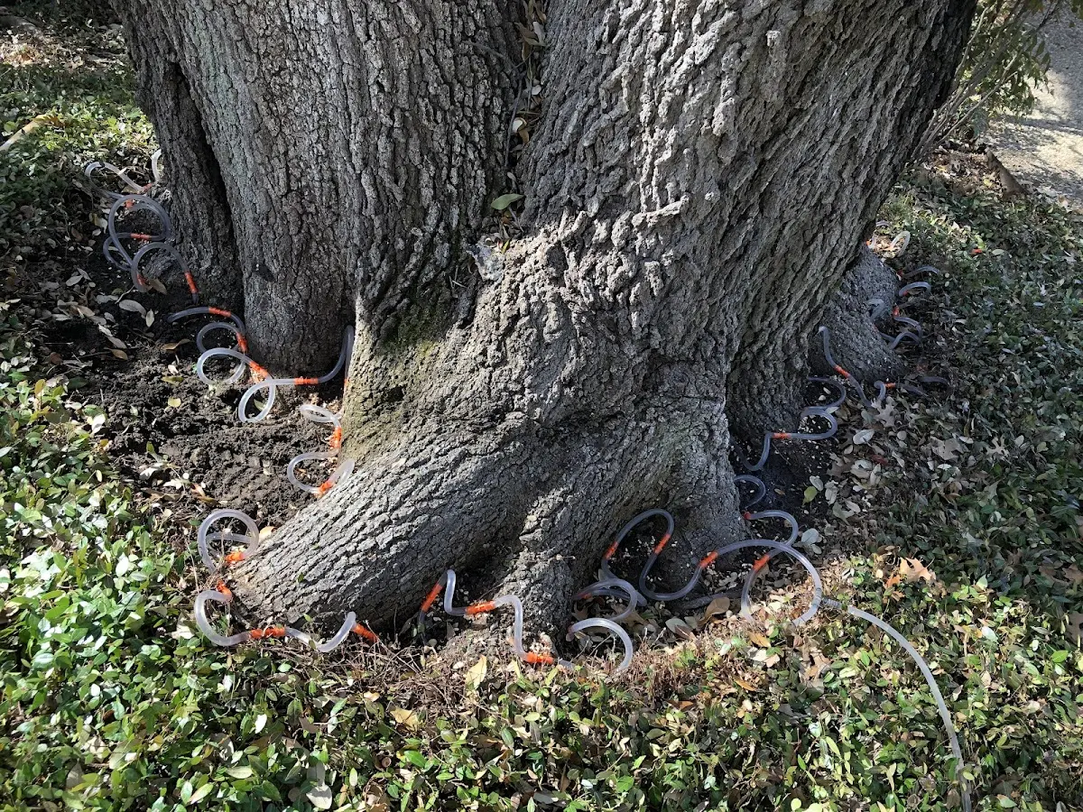 Detailed Tree Cabling and Bracing job site in Lettsworth