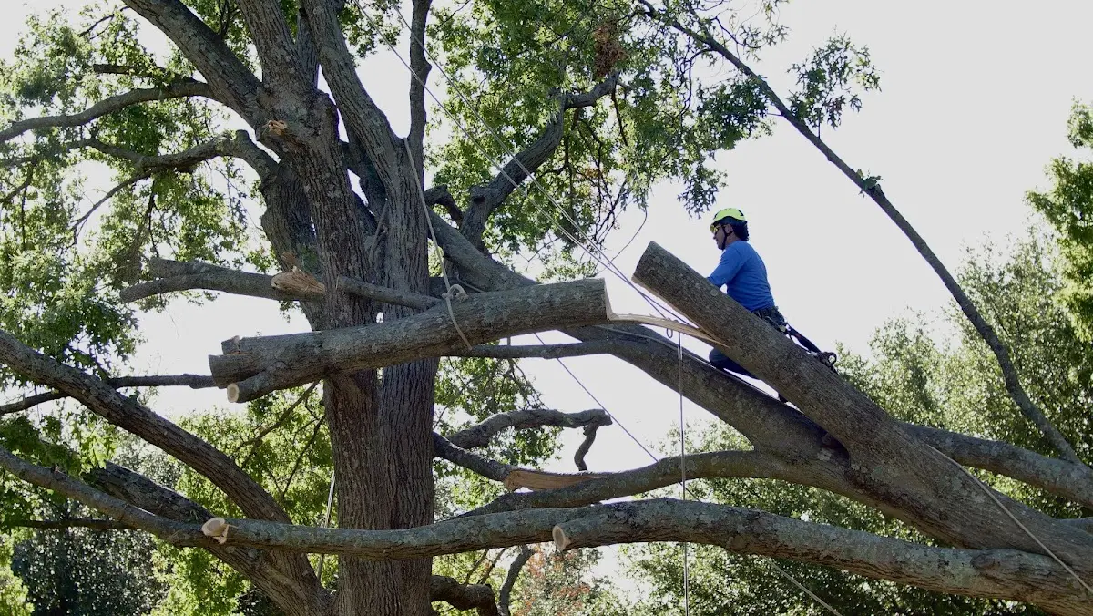 Professional Crown Thinning performed by certified arborists in Lettsworth